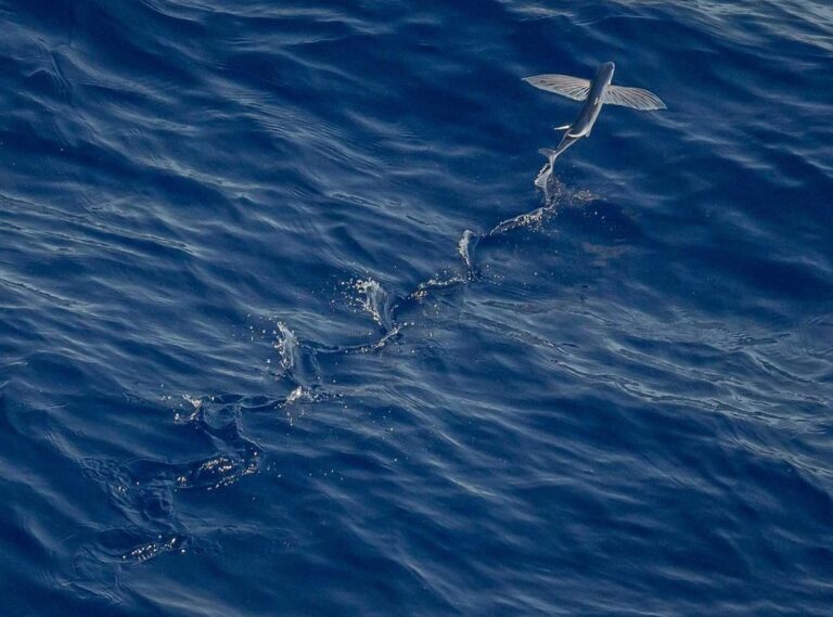 cloudrecess.oi
