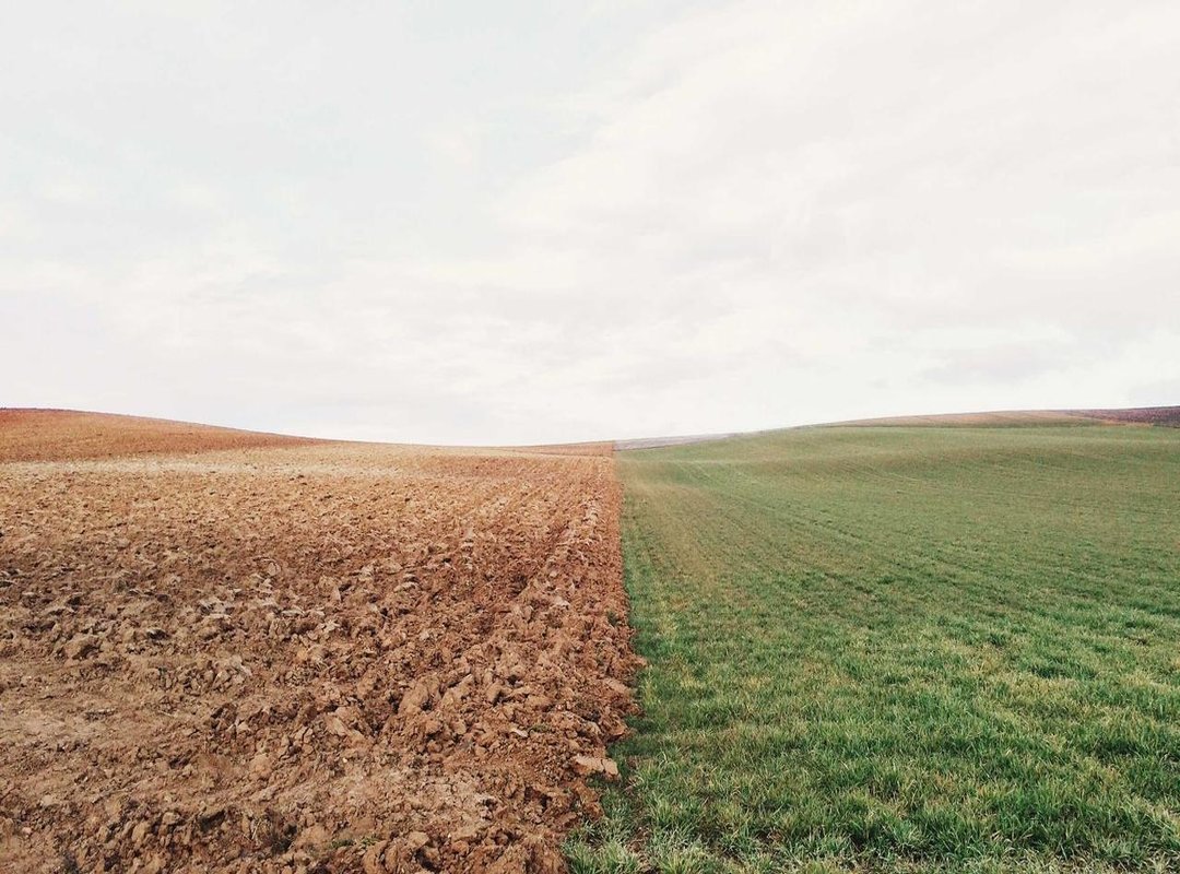 Decoding the Humor: Why Is a Traumatized Dog So Funny?