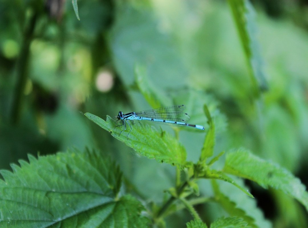 Is It Safe? Important Tips for Using Online Downloaders